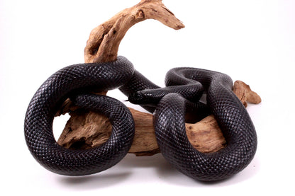 Mexican Black Kingsnake