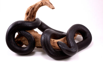 Mexican Black Kingsnake