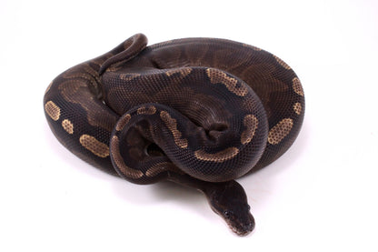 Cinnamon GHI Ball Python