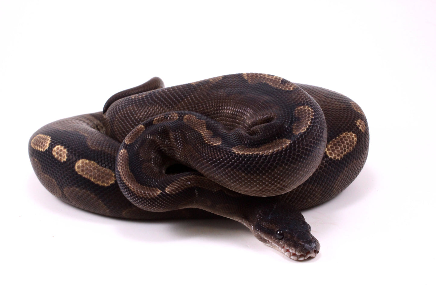 Cinnamon GHI Ball Python