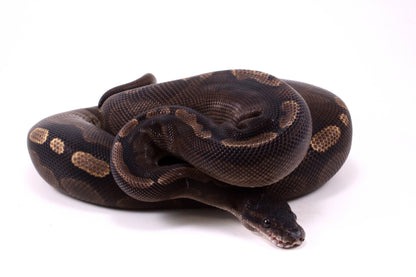 Cinnamon GHI Ball Python