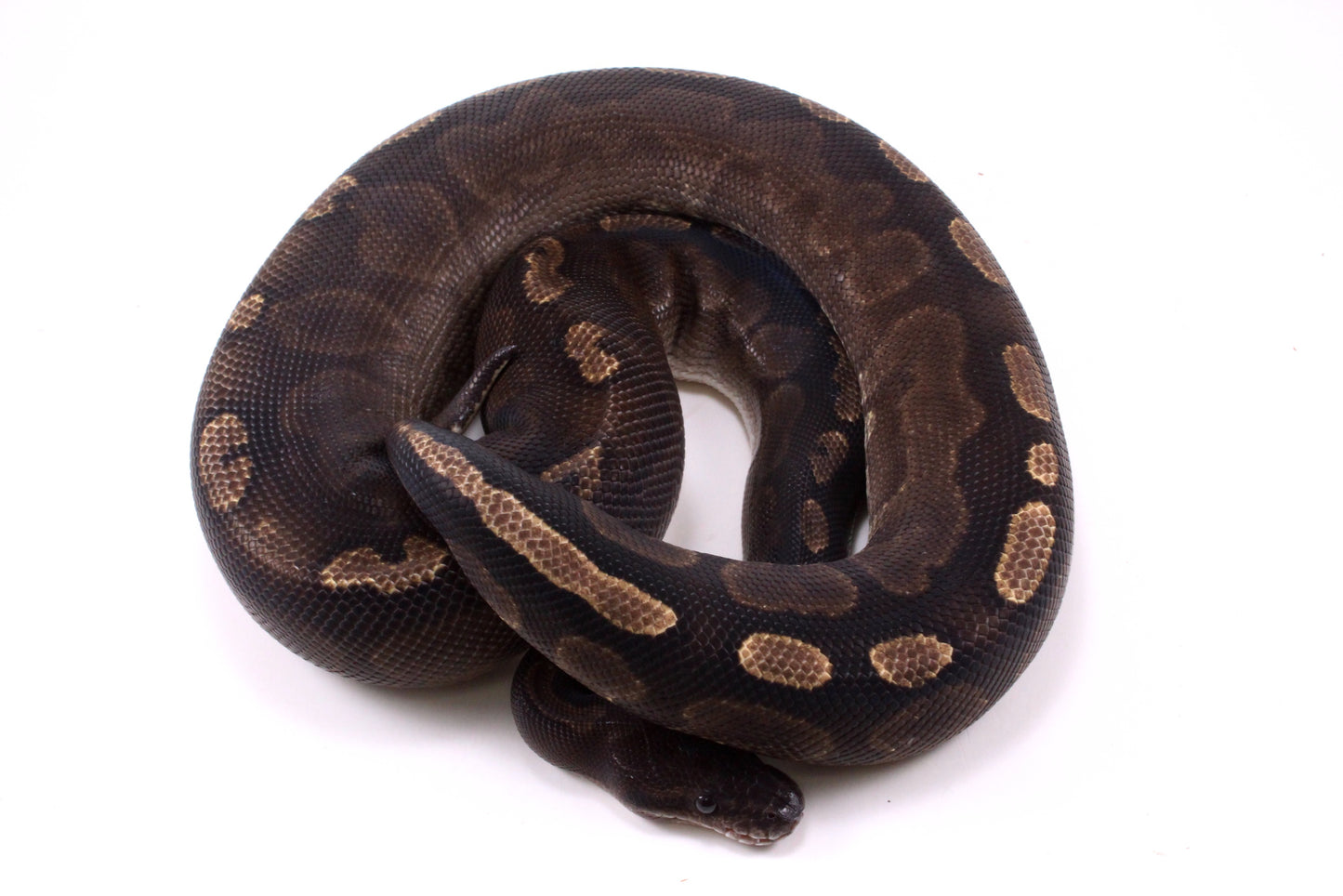 Cinnamon GHI Ball Python