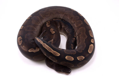 Cinnamon GHI Ball Python