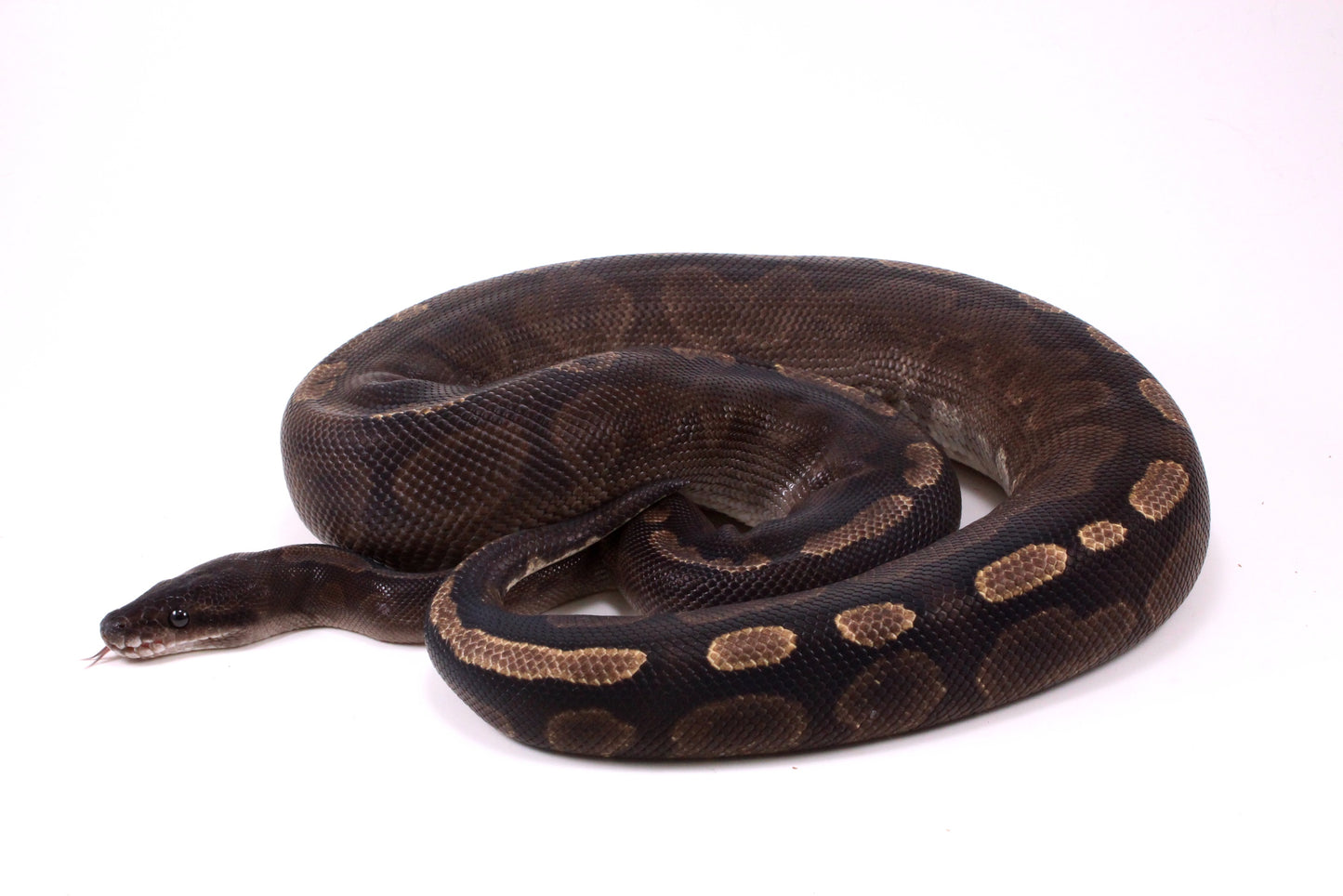 Cinnamon GHI Ball Python