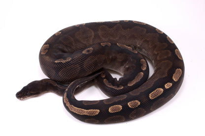 Cinnamon GHI Ball Python