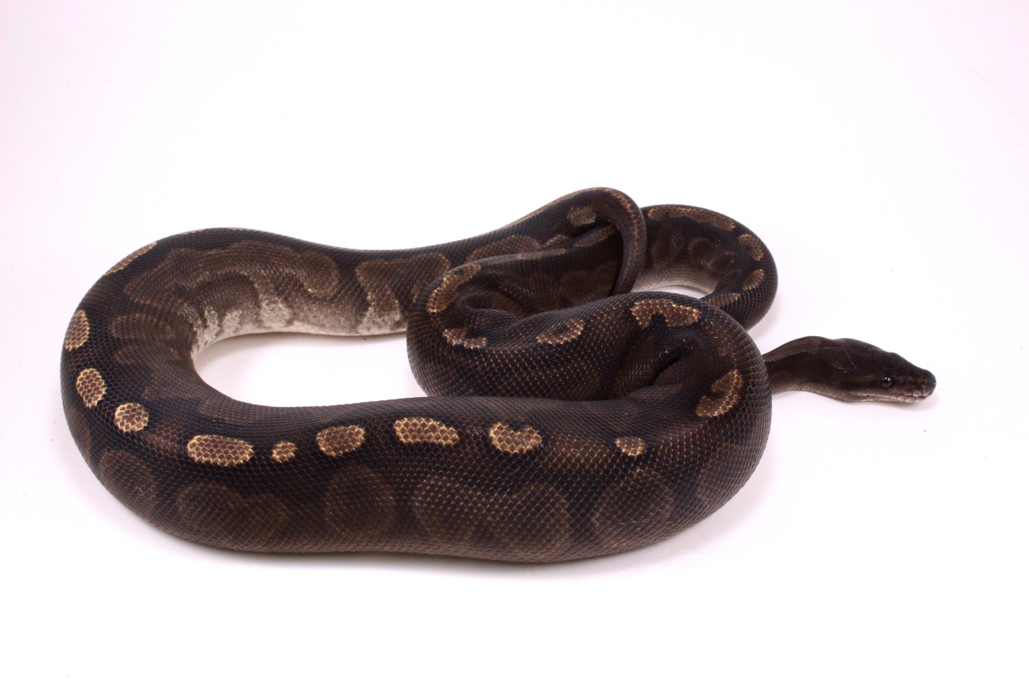 Cinnamon GHI Ball Python