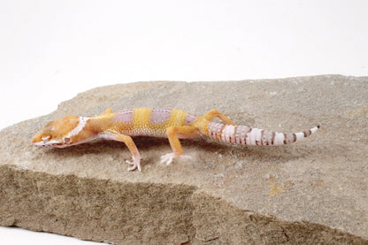 White and Yellow Leopard Gecko