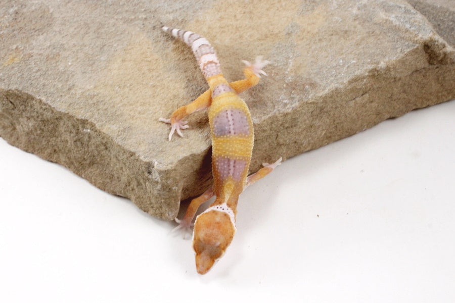White and Yellow Leopard Gecko