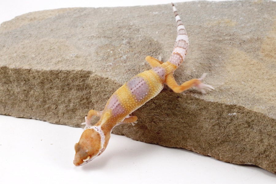 White and Yellow Leopard Gecko