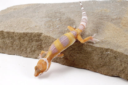 White and Yellow Leopard Gecko