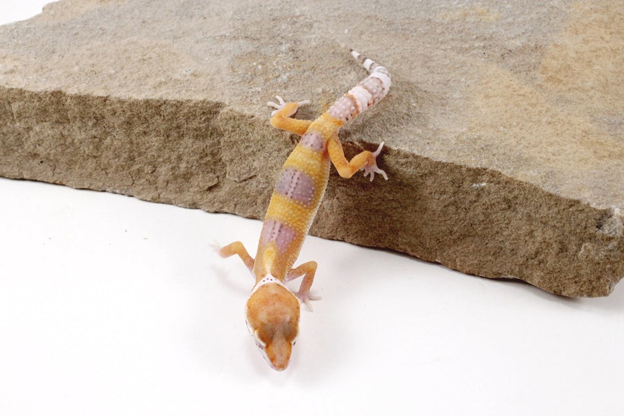 White and Yellow Leopard Gecko