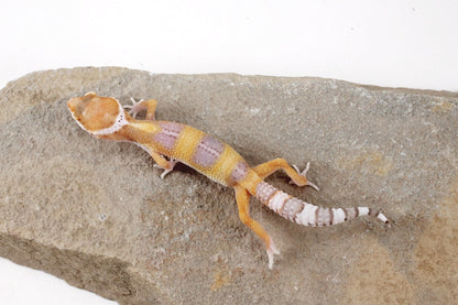 White and Yellow Leopard Gecko