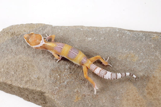 White and Yellow Leopard Gecko