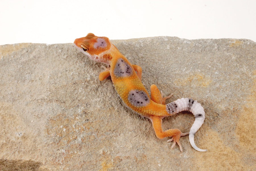 Clown Leopard Gecko
