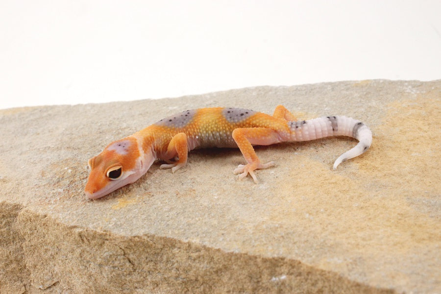 Clown Leopard Gecko