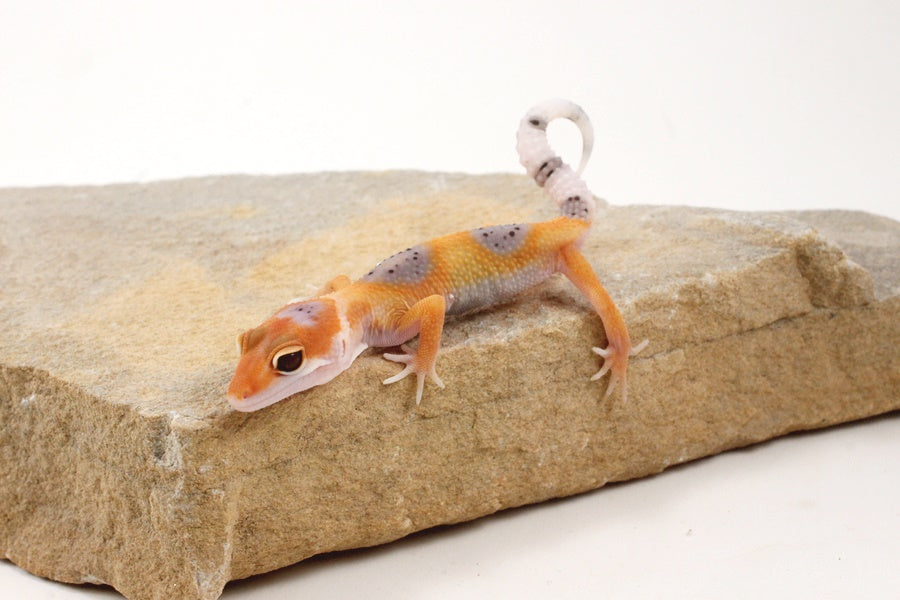 Clown Leopard Gecko