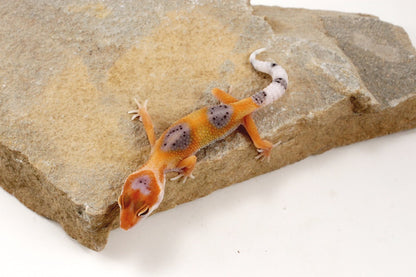 Clown Leopard Gecko