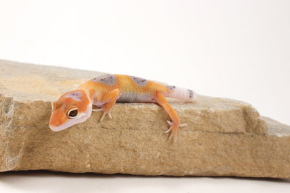 Clown Leopard Gecko