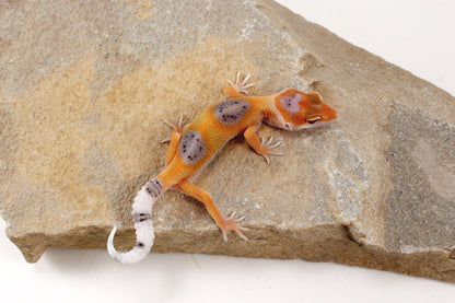 Clown Leopard Gecko