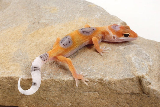 Clown Leopard Gecko