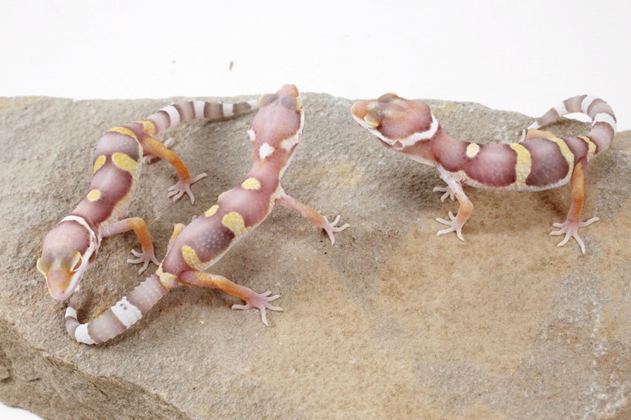 High Contrast Albino Leopard Gecko