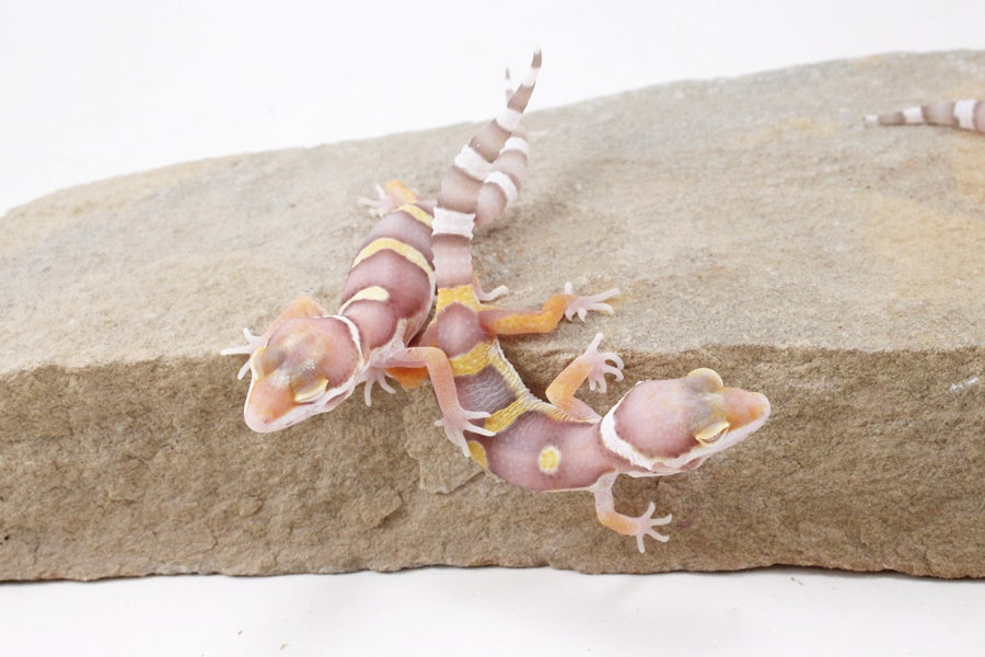 High Contrast Albino Leopard Gecko