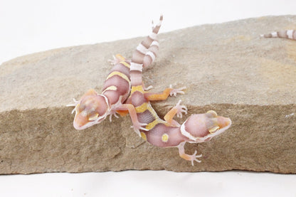 High Contrast Albino Leopard Gecko
