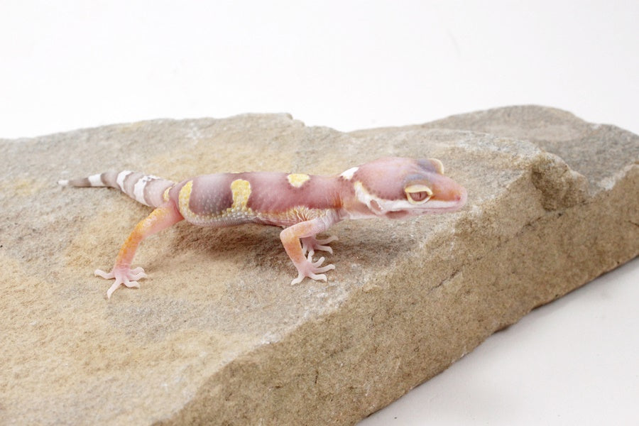 High Contrast Albino Leopard Gecko