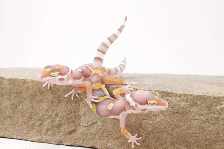 High Contrast Albino Leopard Gecko