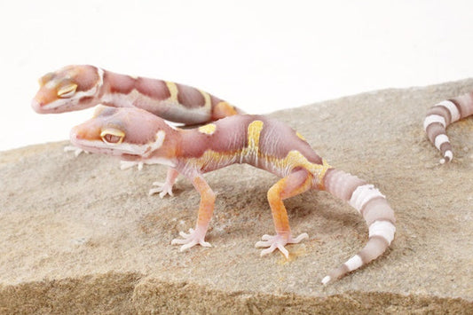 High Contrast Albino Leopard Gecko