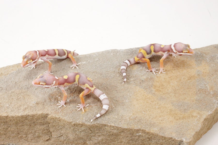 High Contrast Albino Leopard Gecko