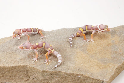 High Contrast Albino Leopard Gecko