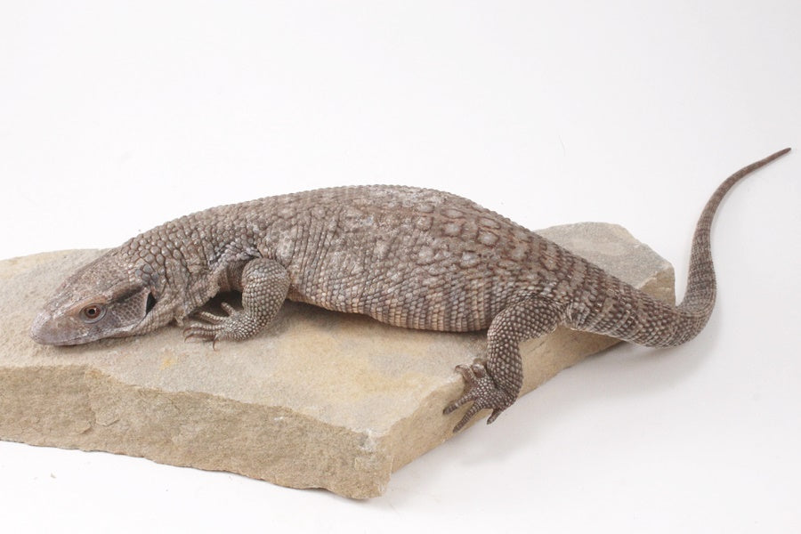 Savannah Monitor