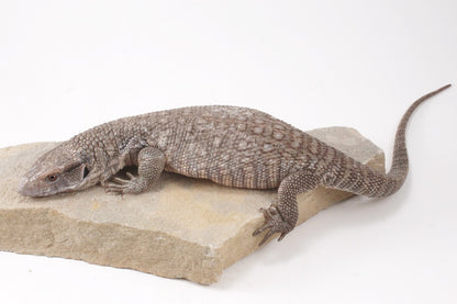 Savannah Monitor