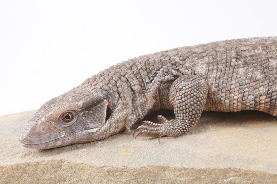 Savannah Monitor