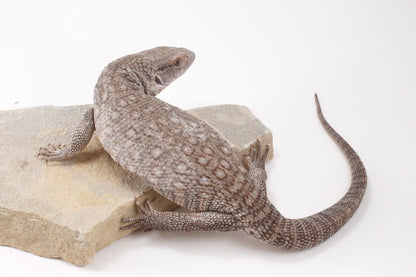 Savannah Monitor