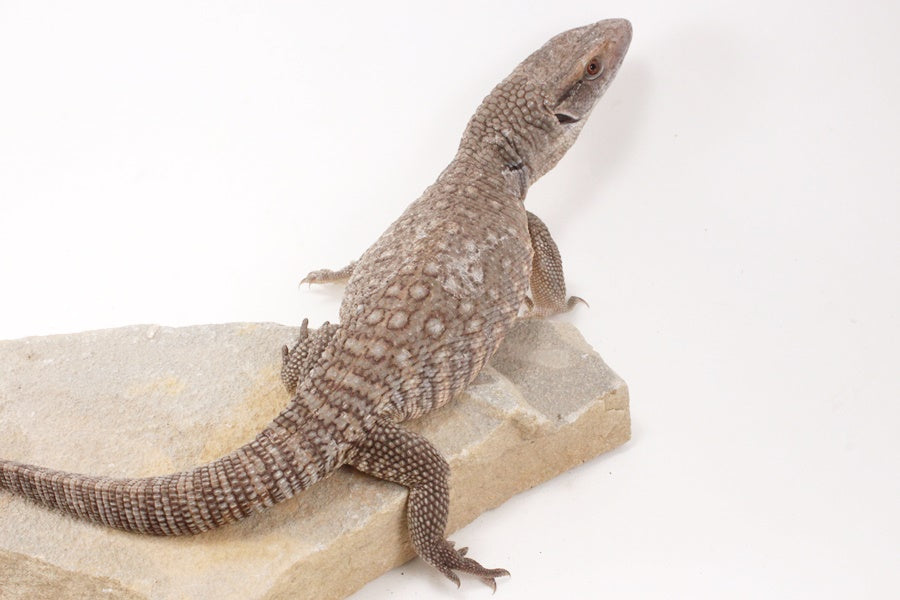 Savannah Monitor