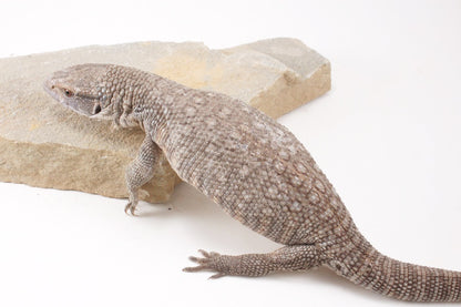 Savannah Monitor