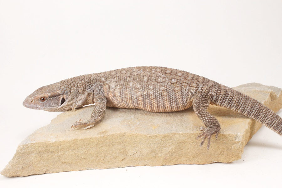 Savannah Monitor
