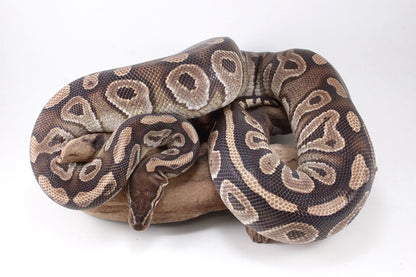 Mojave Ball Python
