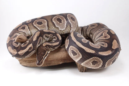 Mojave Ball Python