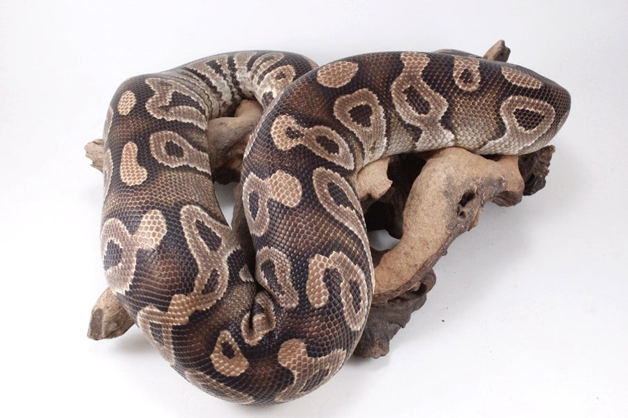 Mojave Ball Python