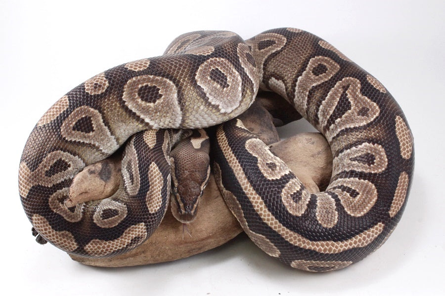 Mojave Ball Python