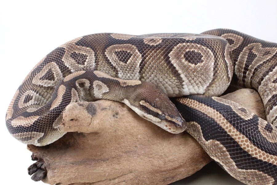 Mojave Ball Python