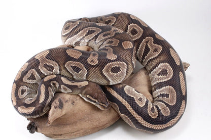 Mojave Ball Python