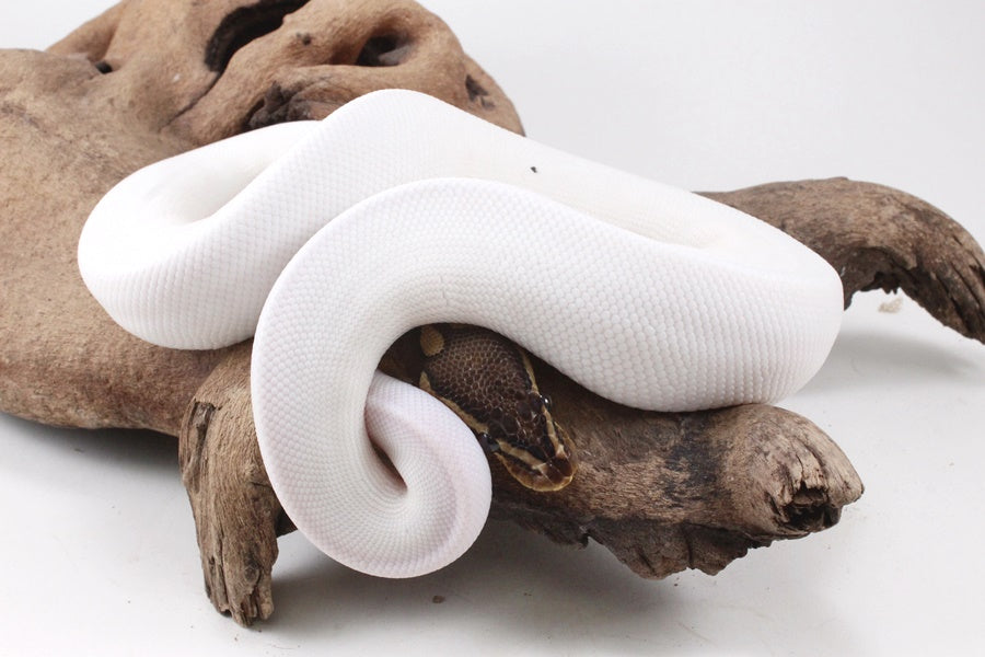 Pastel Chocolate Pied h. OG Ball Python
