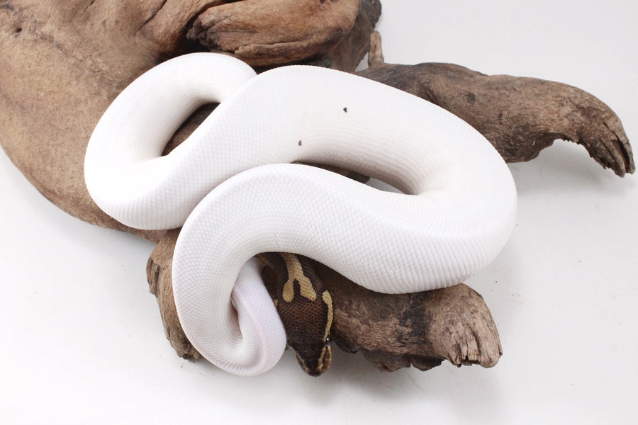 Pastel Chocolate Pied h. OG Ball Python