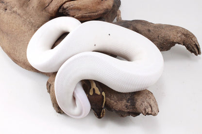 Pastel Chocolate Pied h. OG Ball Python