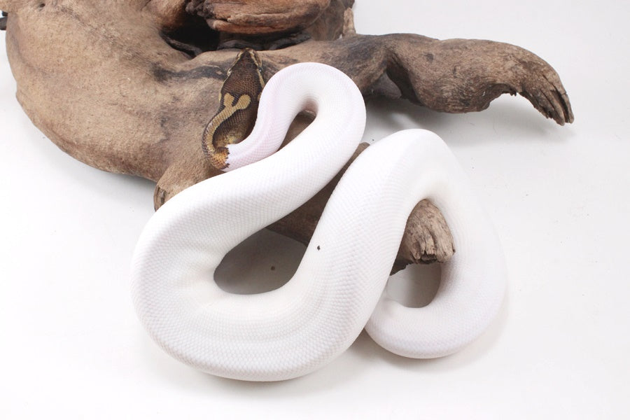 Pastel Chocolate Pied h. OG Ball Python