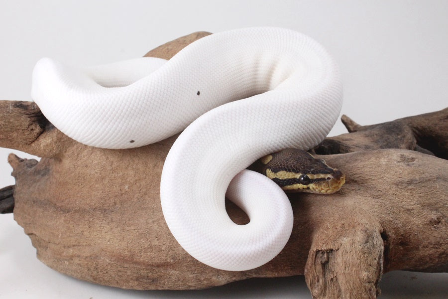 Pastel Chocolate Pied h. OG Ball Python